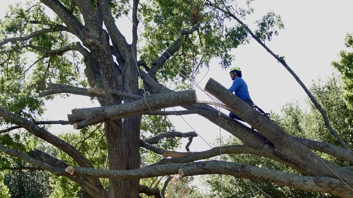 Professional Crown Thinning performed by certified arborists in Ware