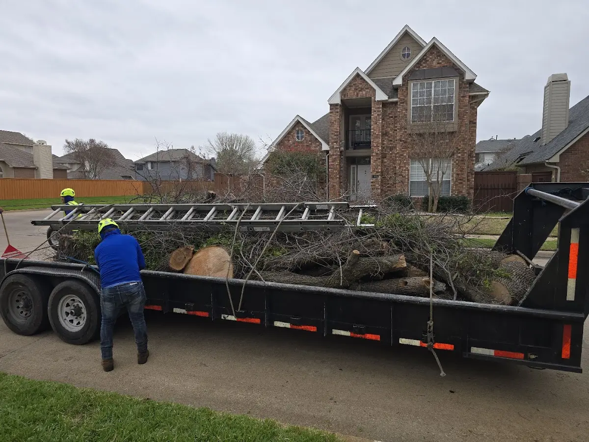 Expert Tree Removal with proper safety equipment in Ware